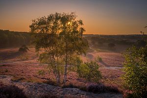 Sunrise at Brunssummerheide / Heather landscape