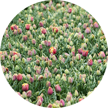 Duizend Tulpen van Erik Reijnders