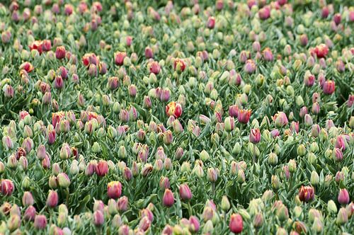 Duizend Tulpen