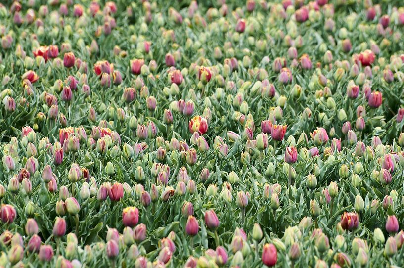 Un millier de tulipes par Erik Reijnders