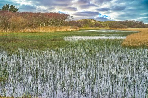 Vallée de dunes humides près de Callantsoog