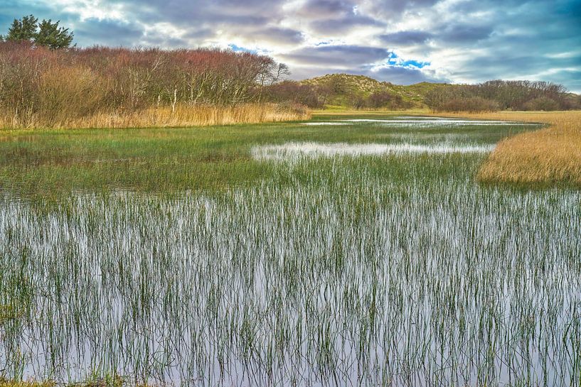 Wet dune valley near Callantsoog by eric van der eijk