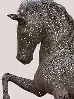 Black horse