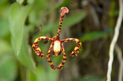 Gevlekte spinorchidee in Panama