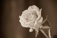 Rose Sepia