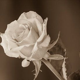 Rose Sepia by Devlin Jacobs