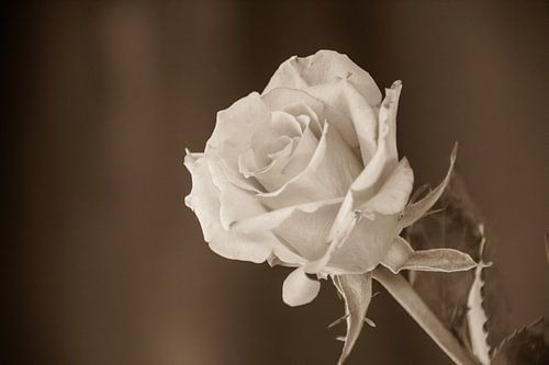 Rosen-Sepia
