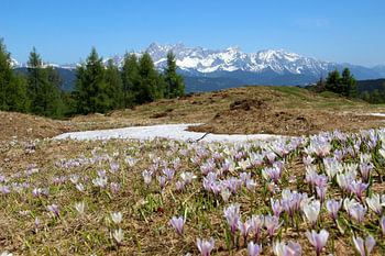 Lente in de bergen