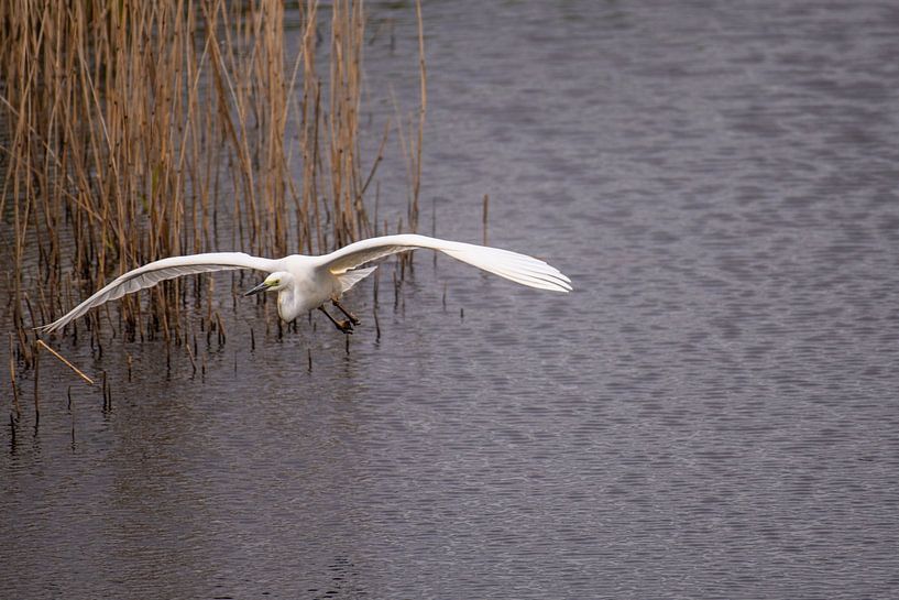 Egret in flight over water. by Brian Morgan