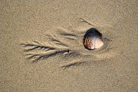 schelpendelta