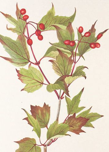 Guelder Rose From North American Wildflowers (1925) By Mary Vaux Walcott.