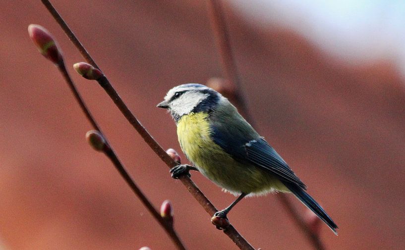 Pimpelmees in Friesland van Fotografie Sybrandy