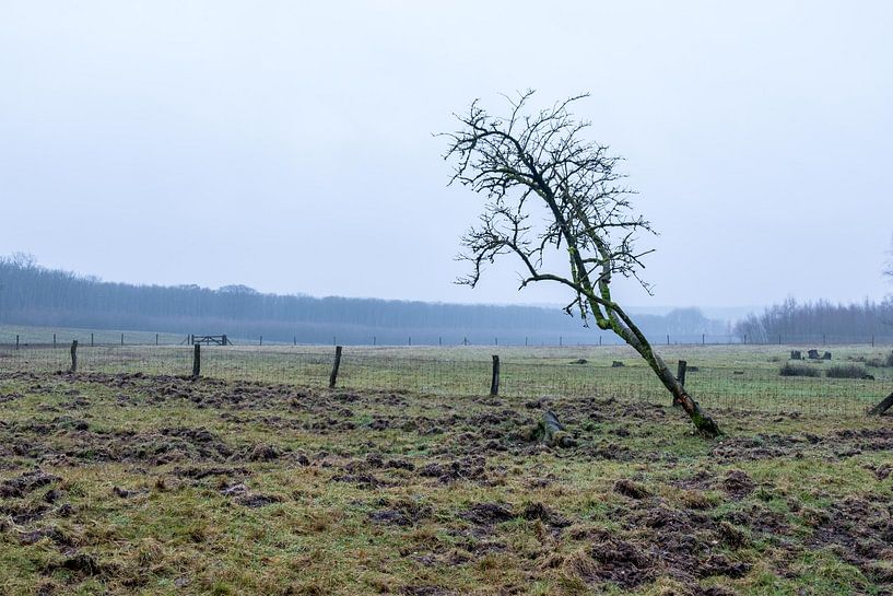 Eenzame boom op een mistige dag in een weiland van Idema Media