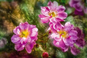 Rosenblüten und Lavendel von Nicc Koch