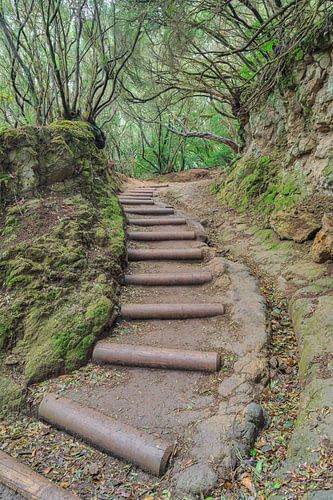 Tenerife trail through the laurel forest in the Anaga mountains