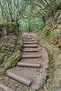 Tenerife route door het laurierbos in het Anaga gebergte van Michael Valjak thumbnail