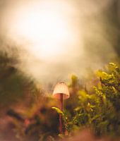 Autumn plate in September from the forest