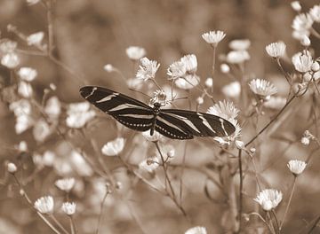 Zebravlinder van Jose Lok