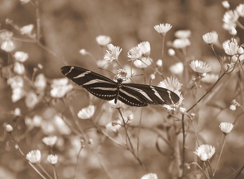 Zebra butterfly by Jose Lok