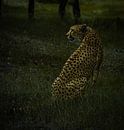 Cheetah by Travelfury thumbnail