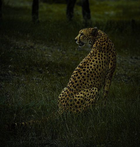 Cheetah by Travelfury