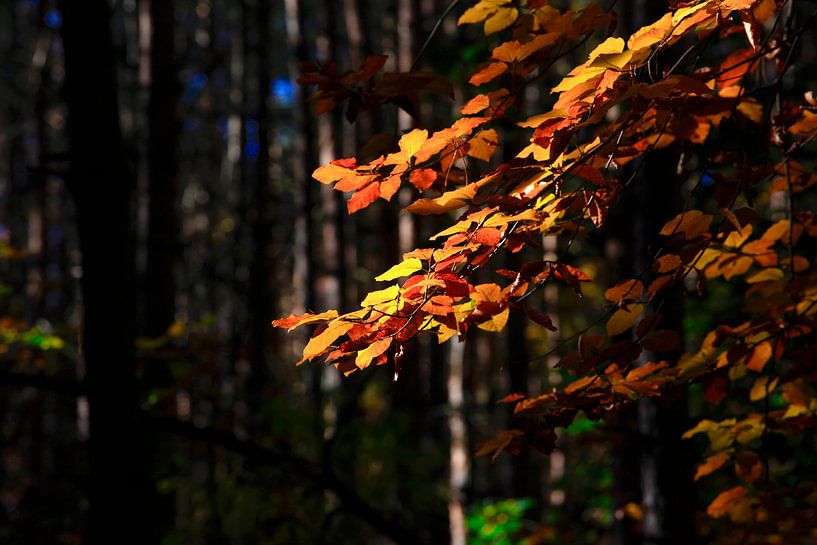 Beech by Thomas Jäger