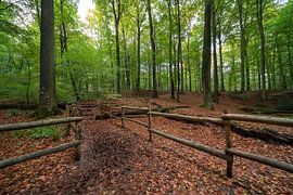 In het bos in Brakel tijdens de Herfst periode. van Marcel Derweduwen