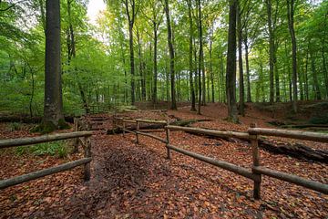 In het bos in Brakel tijdens de Herfst periode. van Marcel Derweduwen