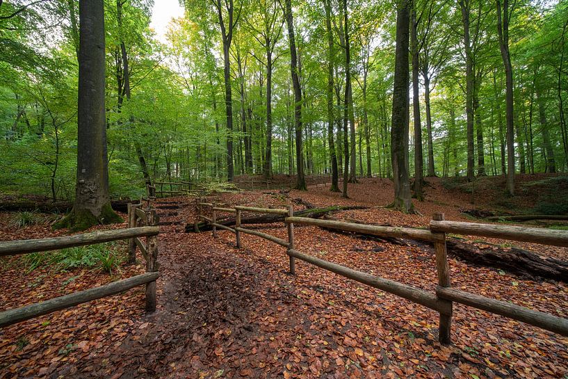 In the forest in Brakel during the Autumn period. by Marcel Derweduwen