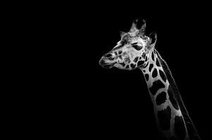 Giraffe by foto lica