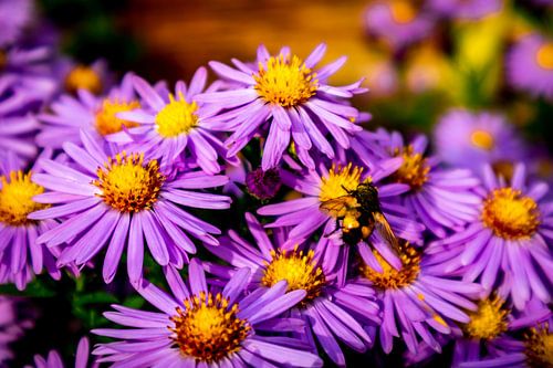 Prachtige bloesems in de huistuin