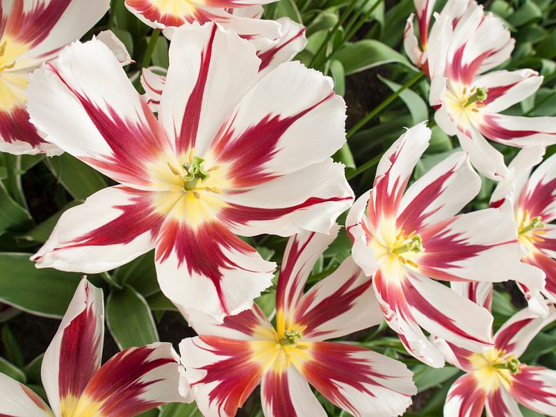 Show Tulip Red and White van David Hanlon
