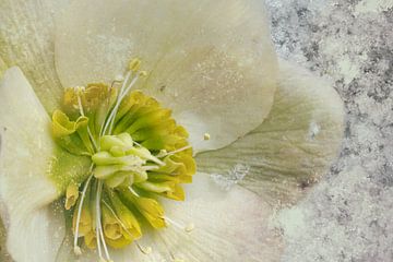 In Sneeuw, - kerstroos, van Christine Nöhmeier