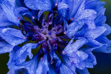 blauw hart van Marjan Versluijs