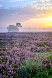 Bruyères en fleurs dans un paysage de bruyère au lever du soleil. sur Sjoerd van der Wal Photographie