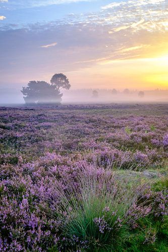 Bloeiende heideplanten in heidelandschap tijdens zonsopgang