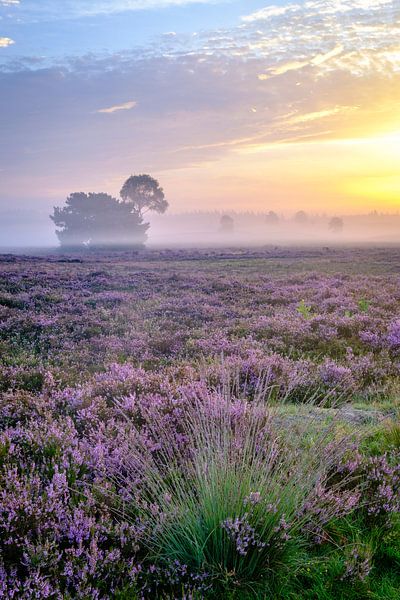 Bloeiende heideplanten in heidelandschap tijdens zonsopgang van Sjoerd van der Wal Fotografie