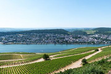 Weinberge bei Rüdesheim und Blick auf Bingen am Rhein von Wim Stolwerk