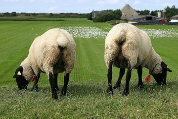 Schapen duo. by Foto EVC