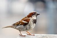 closeup of a sparrow on a table by Marc Goldman thumbnail