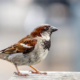 closeup of a sparrow on a table by Marc Goldman