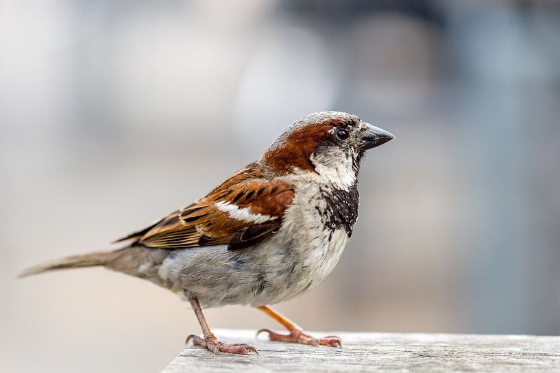 closeup of a sparrow on a table by Marc Goldman