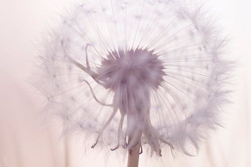 Pluis met tegenlicht