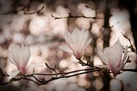 Magnolia