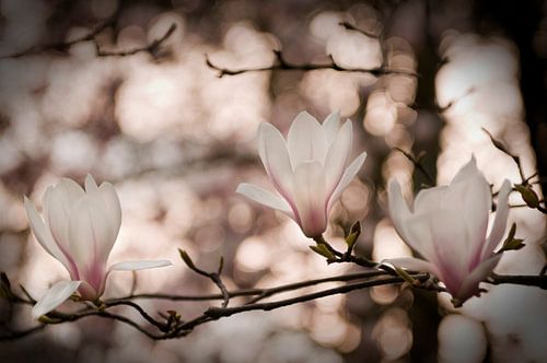 Magnolia by Olga Ilina