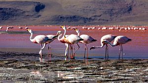 Die Flamingos der Laguna Colorada