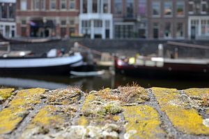 Städtische Natur in Delfshaven, Rotterdam