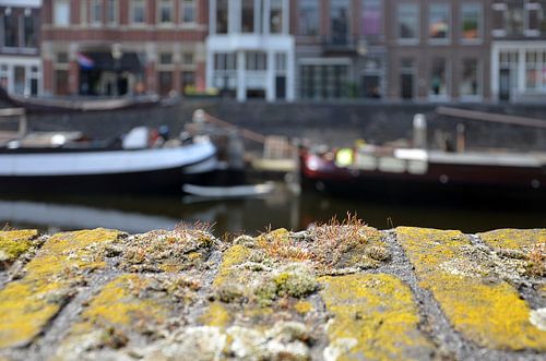 Urban nature in Delfshaven, Rotterdam