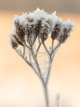 IJskristallen op een bevroren schermbloem by Art Wittingen