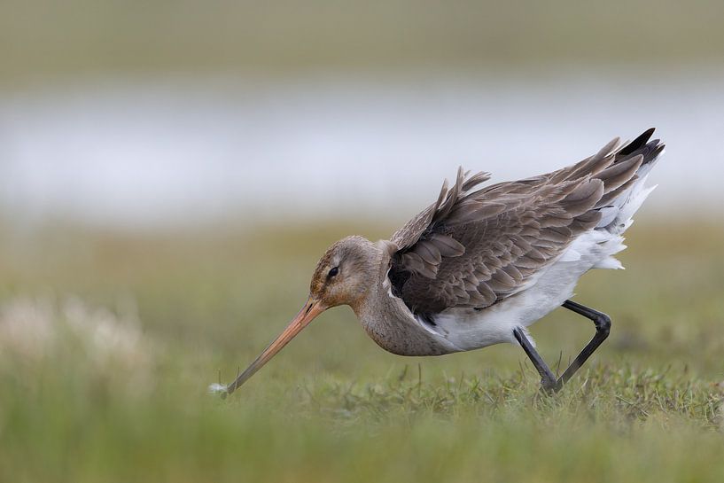Grutto in buiging van Thijs Schouten